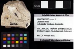 Foto (Objket + Etiketten) von Decapoda indet. 